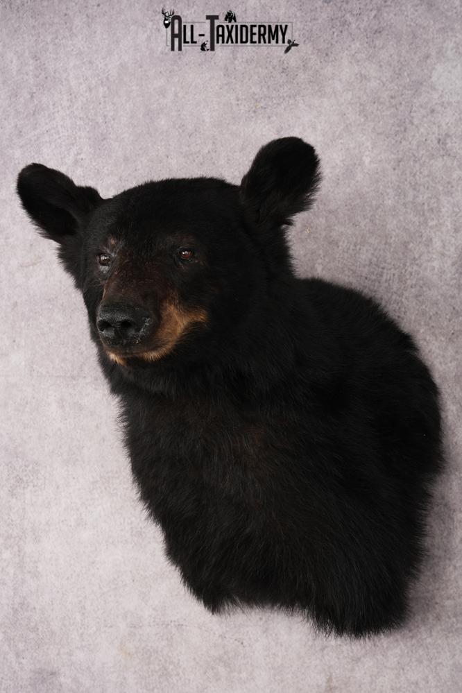 Black Bear Shoulder Mount SKU 3234 - Image 8