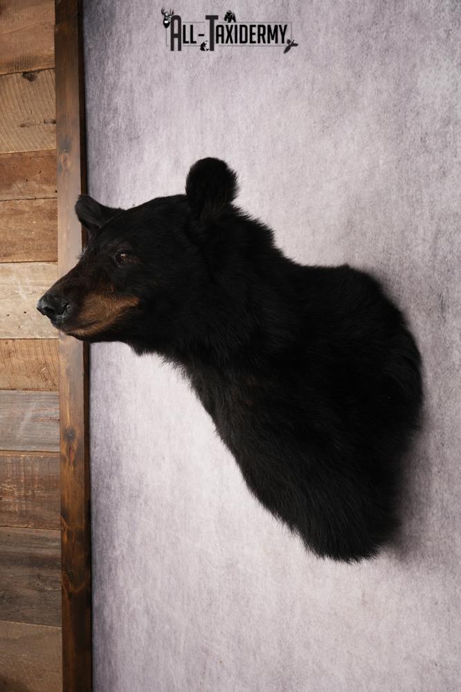 Black Bear Shoulder Mount SKU 3234 - Image 7