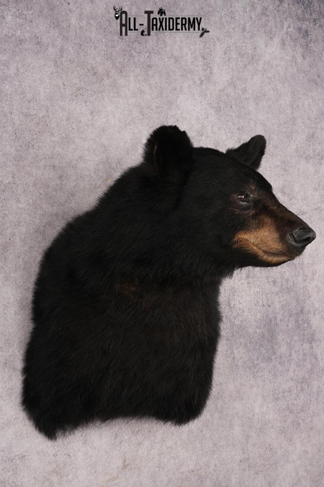 Black Bear Shoulder Mount SKU 3234 - Image 6