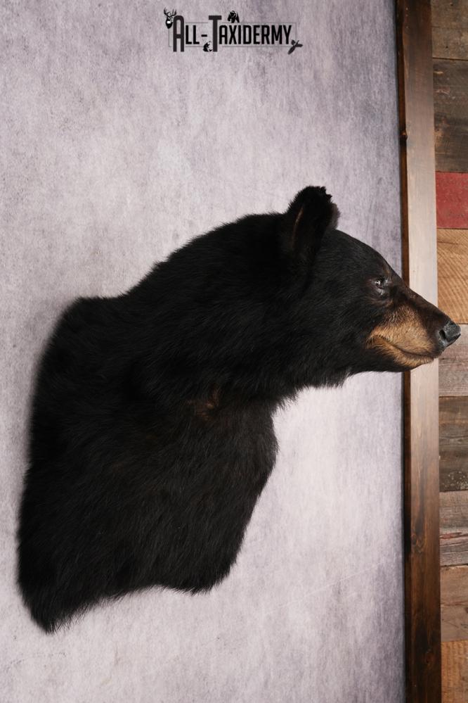 Black Bear Shoulder Mount SKU 3234 - Image 5