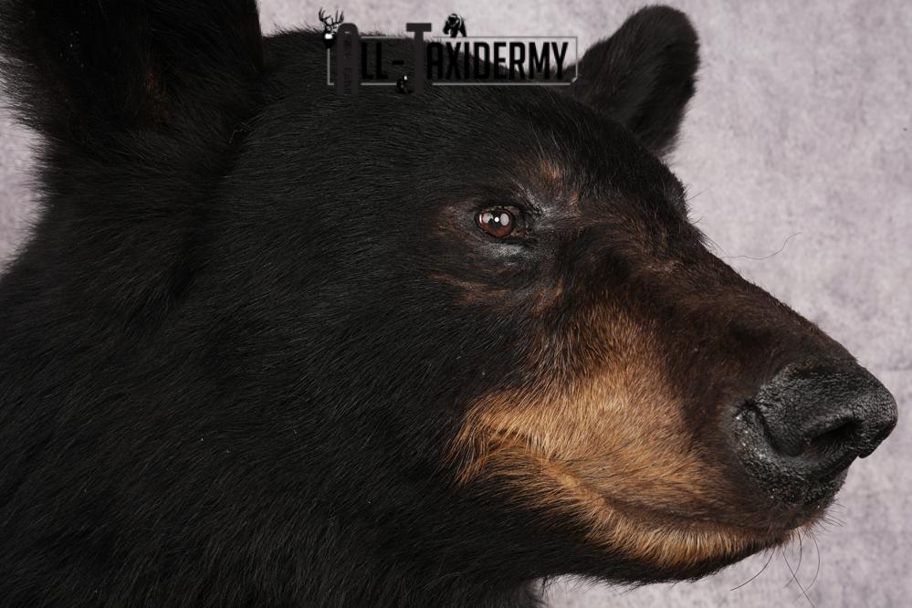 Black Bear Shoulder Mount SKU 3234 - Image 4