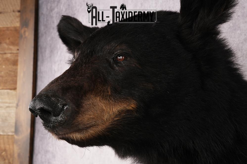 Black Bear Shoulder Mount SKU 3234 - Image 3