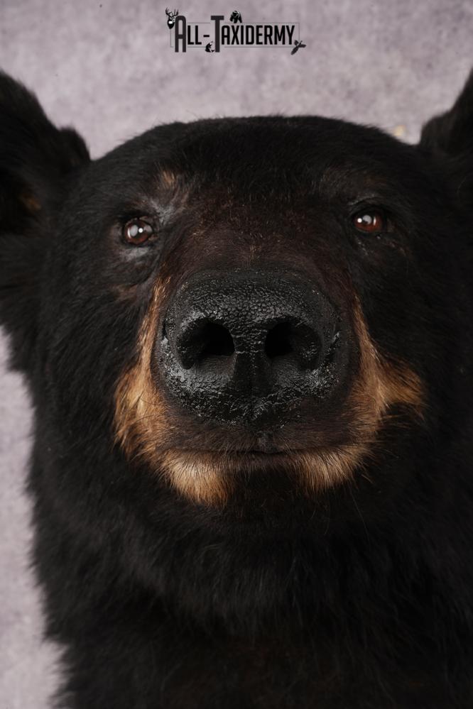 Black Bear Shoulder Mount SKU 3234 - Image 2