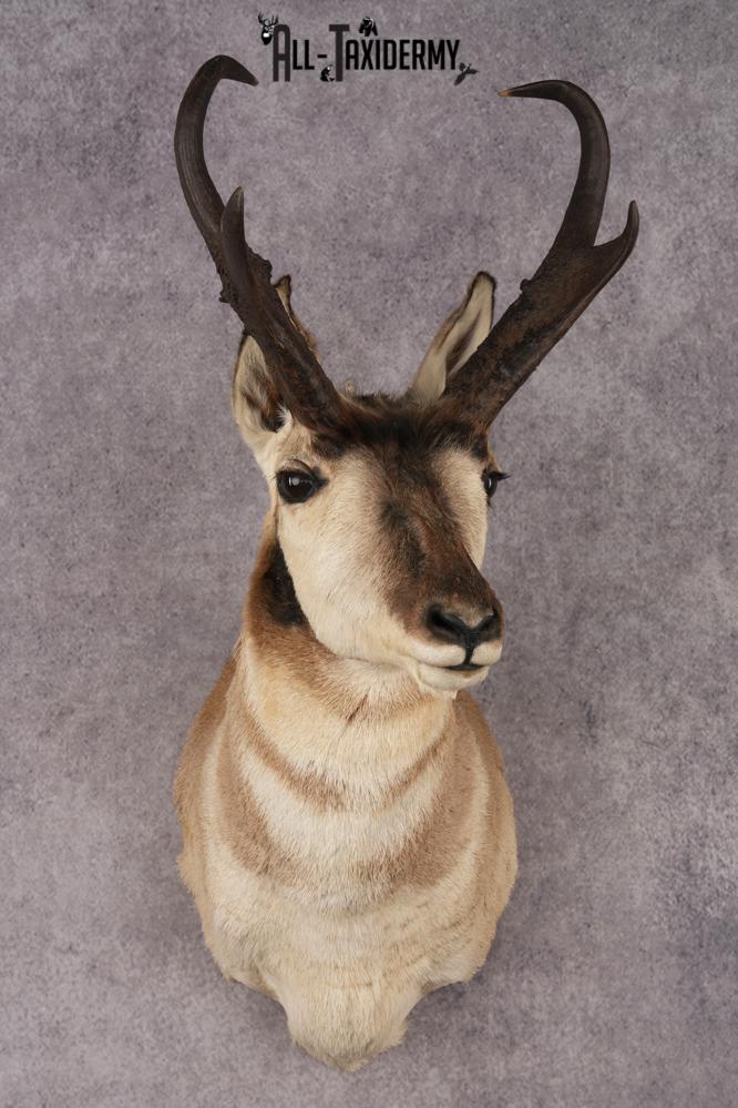 Pronghorn Antelope SKU 3274