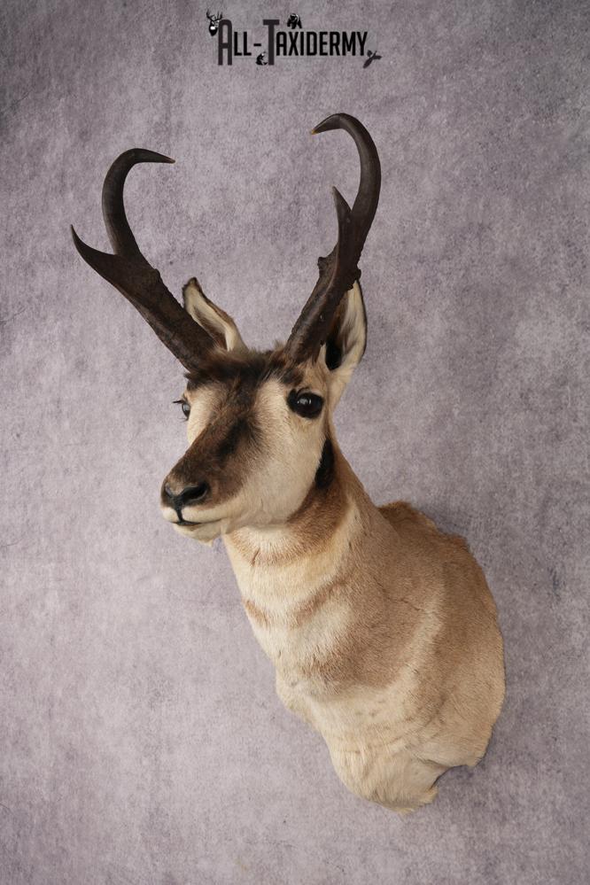 Pronghorn Antelope SKU 3274 - Image 8