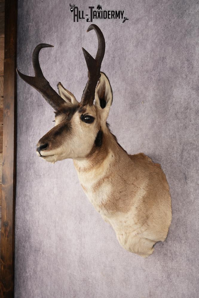 Pronghorn Antelope SKU 3274 - Image 7