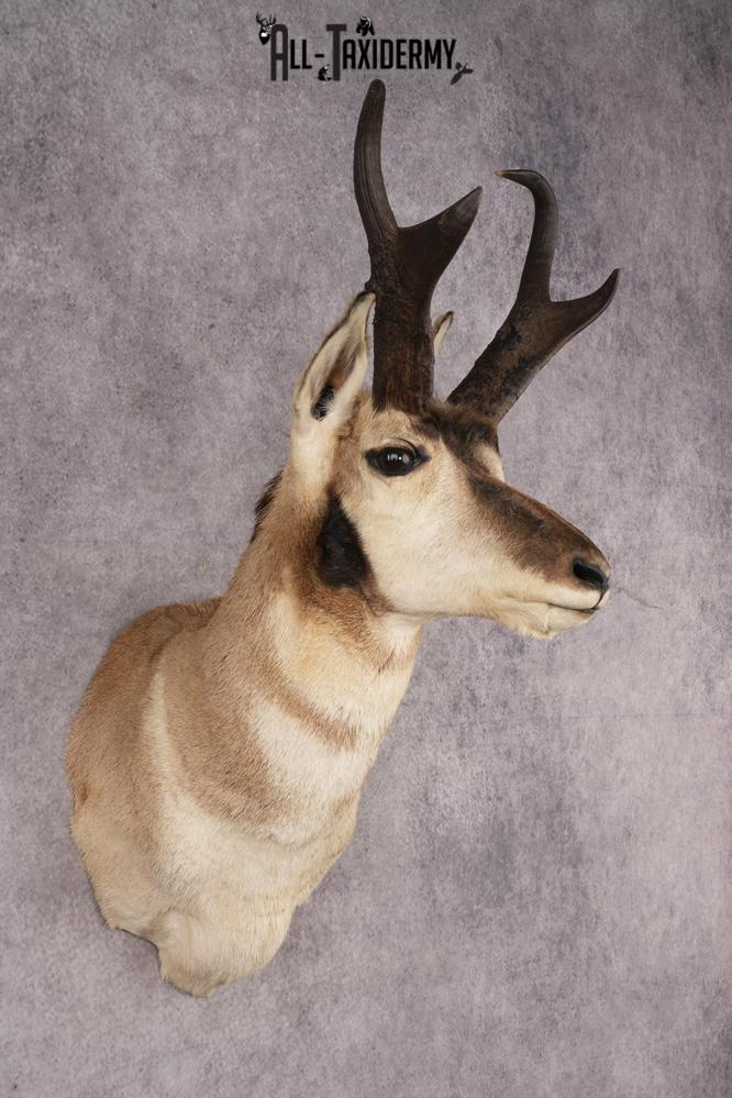 Pronghorn Antelope SKU 3274 - Image 6