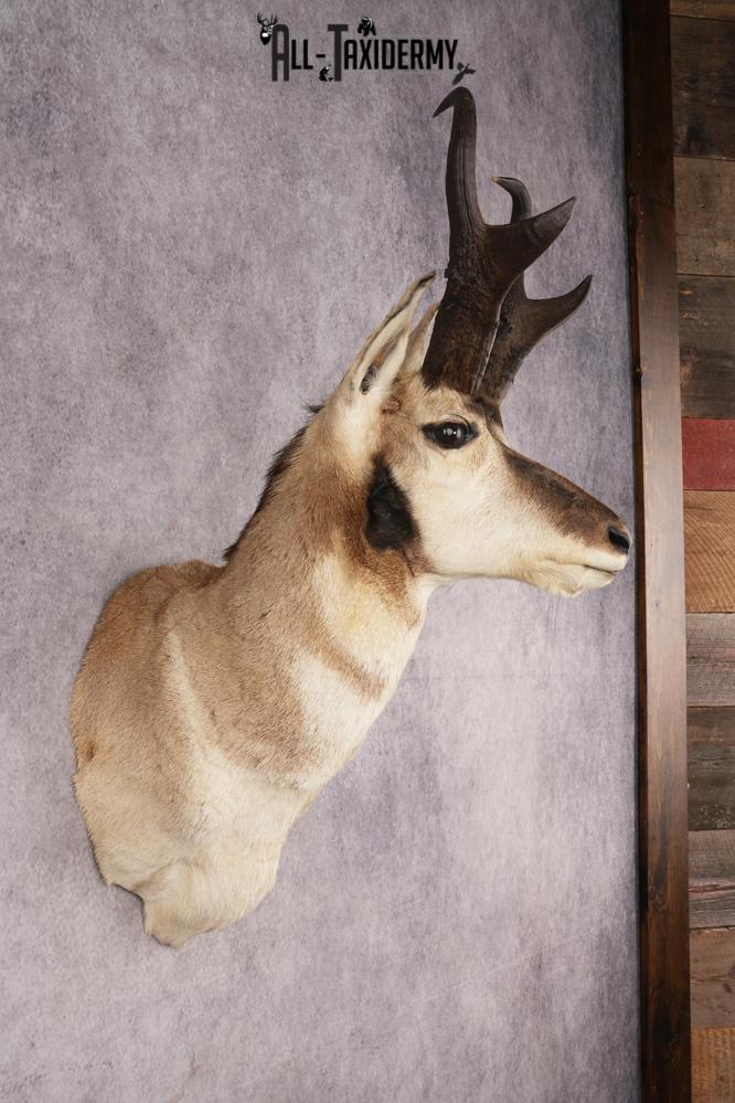 Pronghorn Antelope SKU 3274 - Image 5