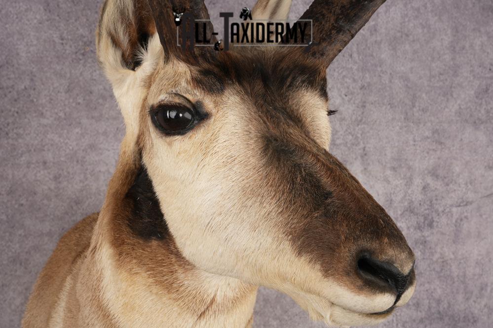 Pronghorn Antelope SKU 3274 - Image 4
