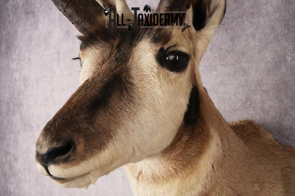 Pronghorn Antelope SKU 3274 - Image 3