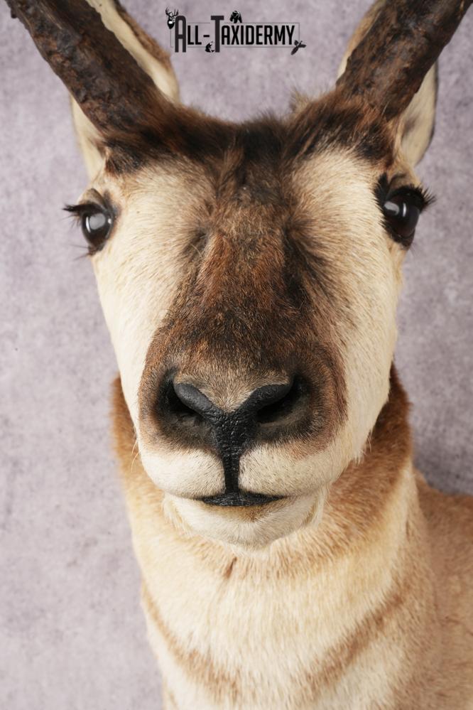 Pronghorn Antelope SKU 3274 - Image 2