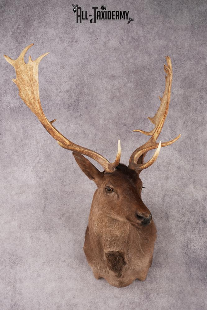 Fallow Deer SKU 3271