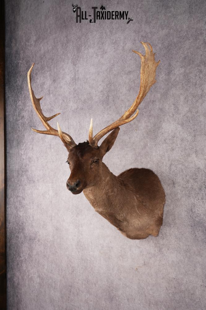 Fallow Deer SKU 3271 - Image 8