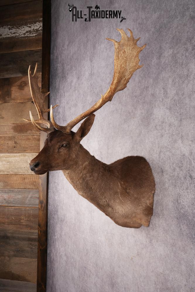 Fallow Deer SKU 3271 - Image 7