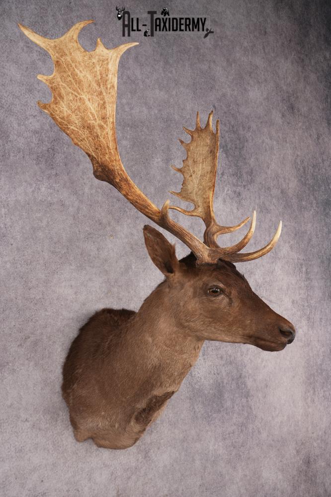 Fallow Deer SKU 3271 - Image 6