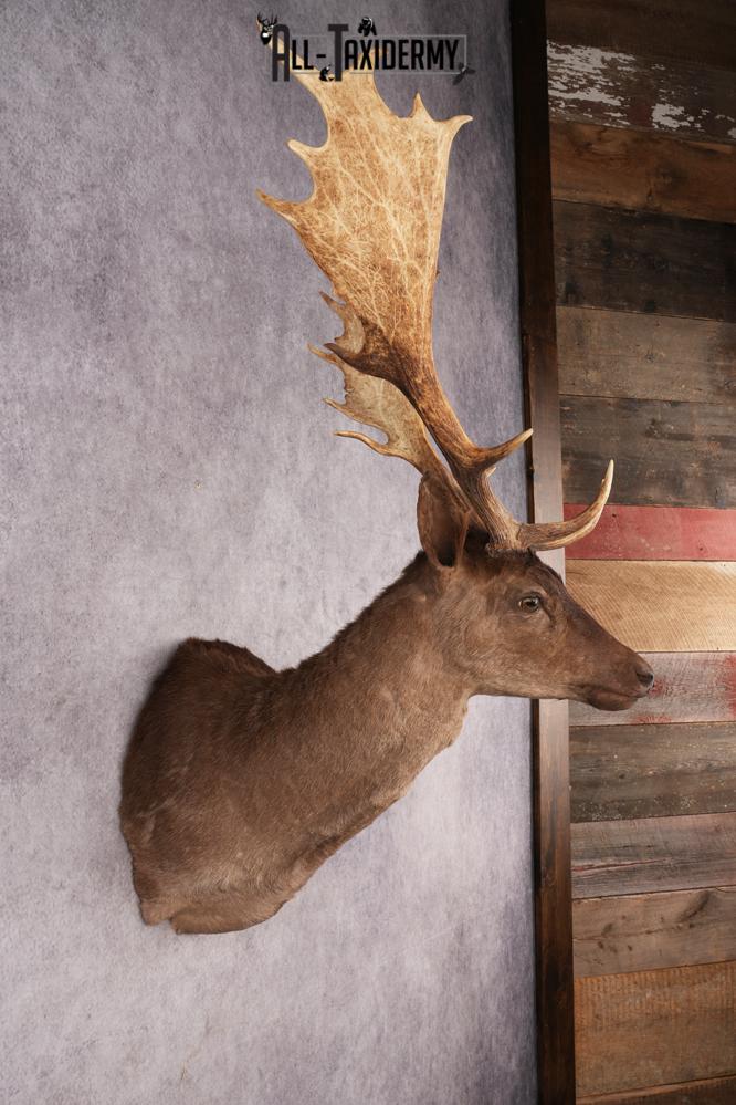 Fallow Deer SKU 3271 - Image 5