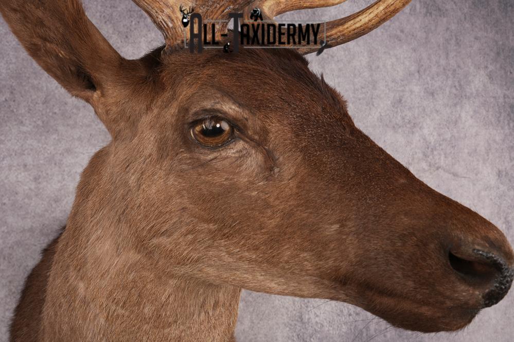 Fallow Deer SKU 3271 - Image 4