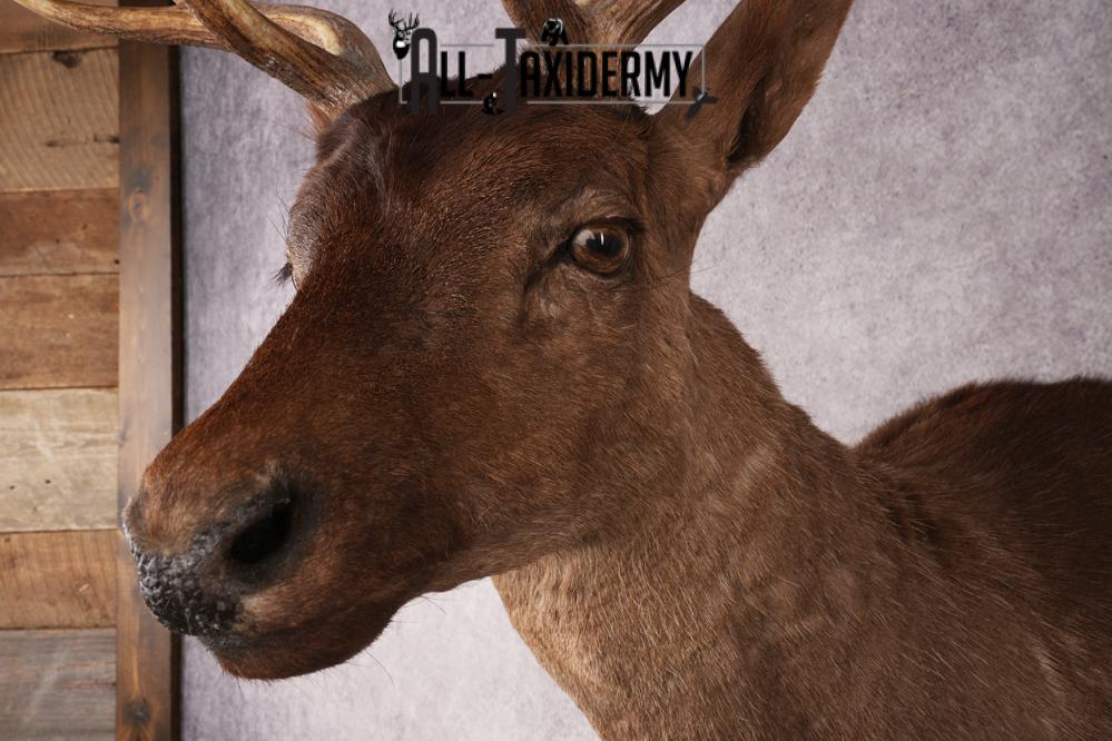 Fallow Deer SKU 3271 - Image 3