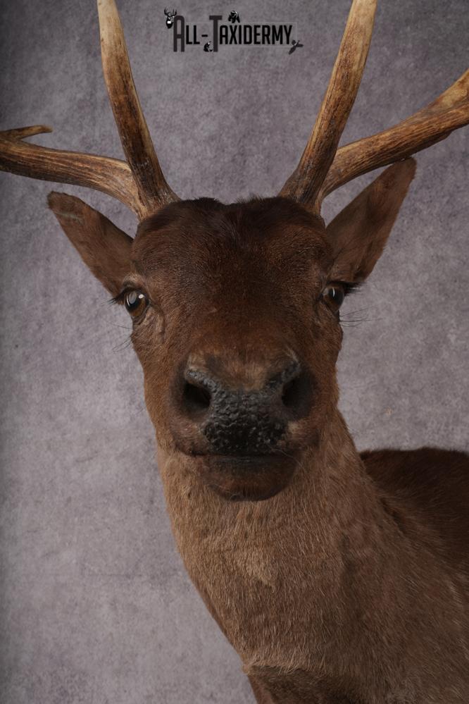 Fallow Deer SKU 3271 - Image 2