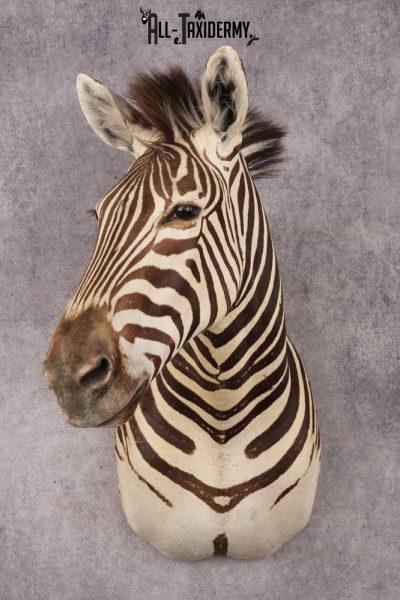 African Zebra SKU 3258