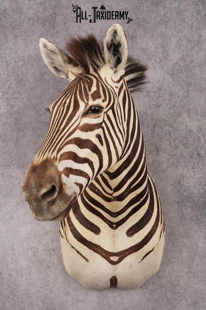 African Zebra SKU 3258