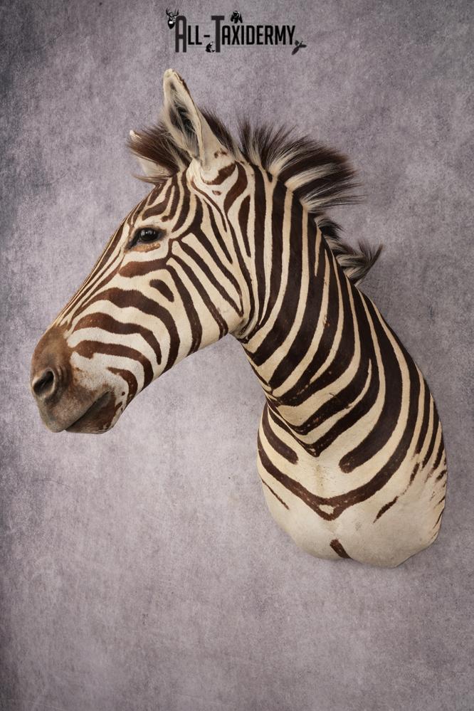 African Zebra SKU 3258 - Image 8