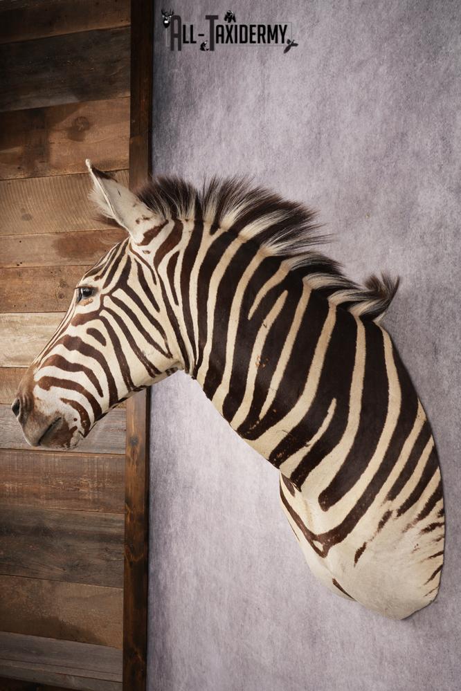 African Zebra SKU 3258 - Image 7
