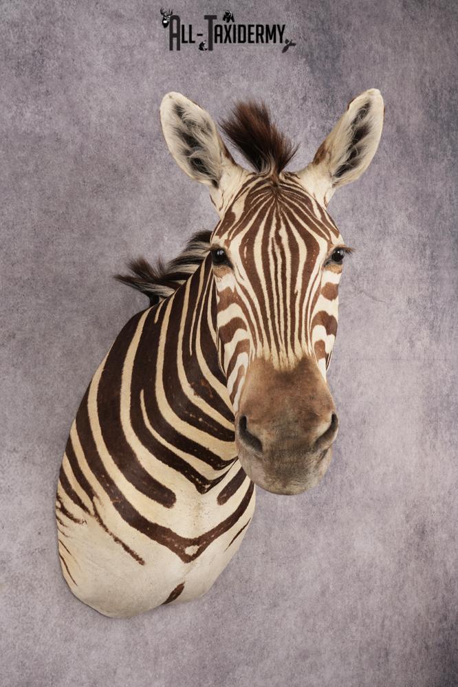African Zebra SKU 3258 - Image 6
