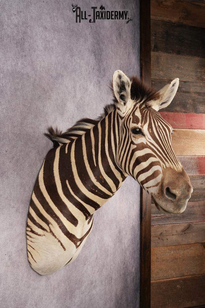 African Zebra SKU 3258 - Image 5