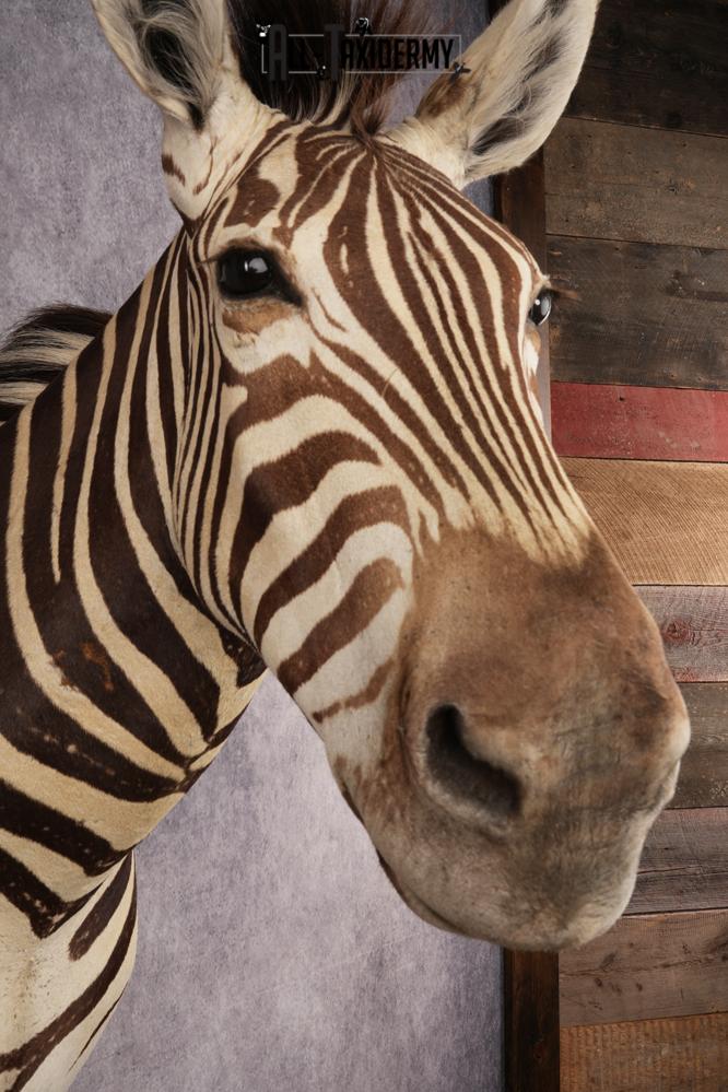 African Zebra SKU 3258 - Image 4