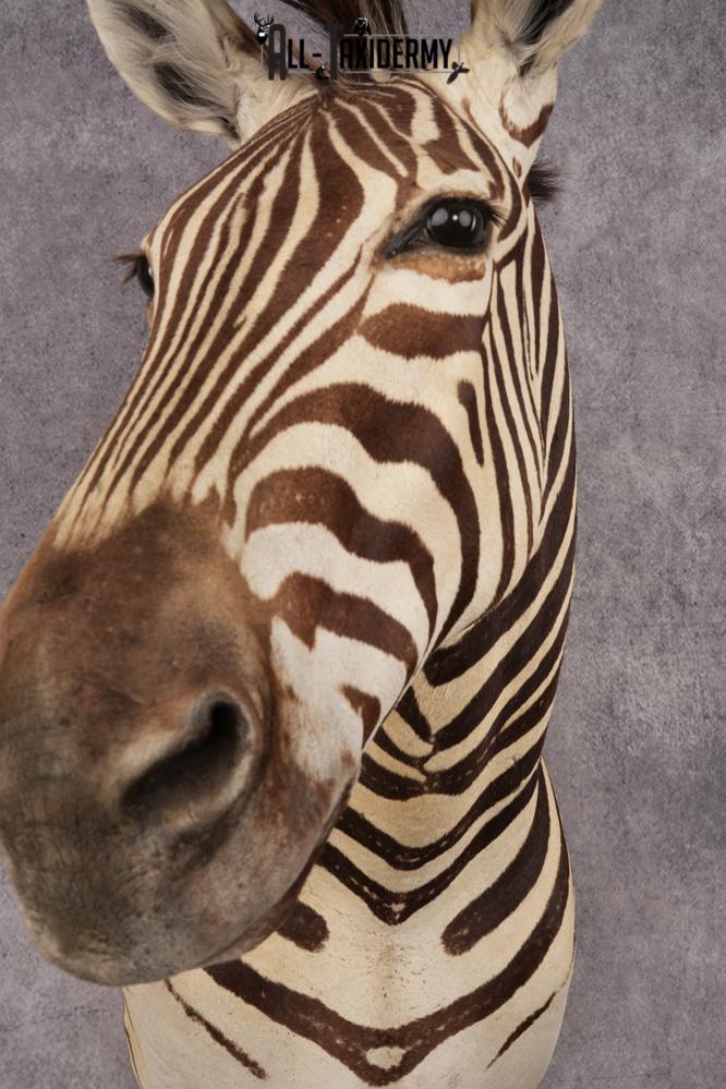 African Zebra SKU 3258 - Image 3