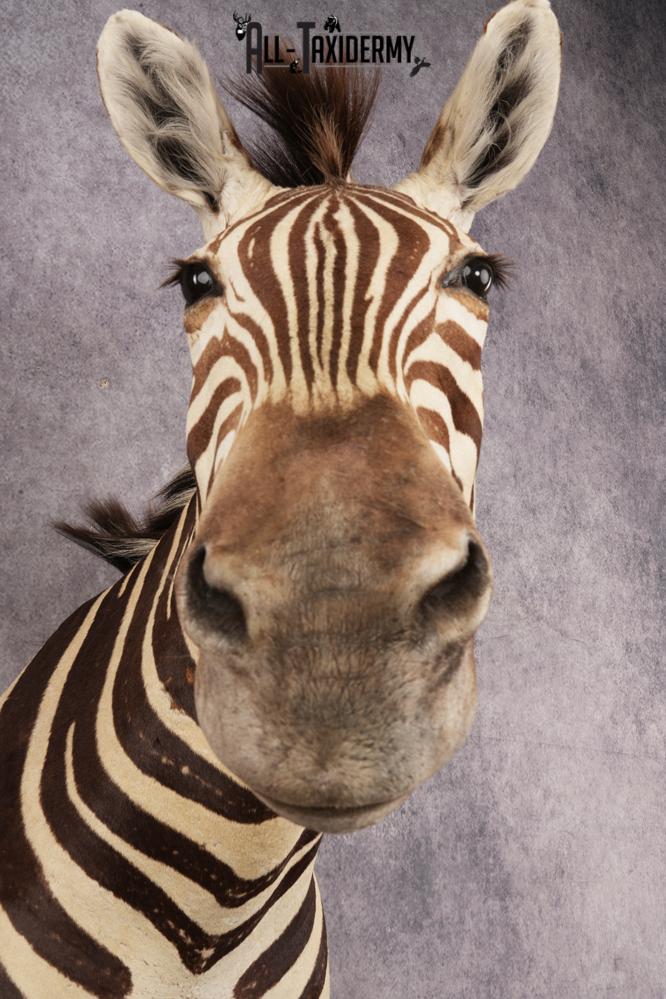 African Zebra SKU 3258 - Image 2