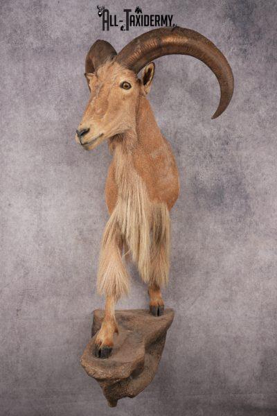 Aoudad SKU 3259