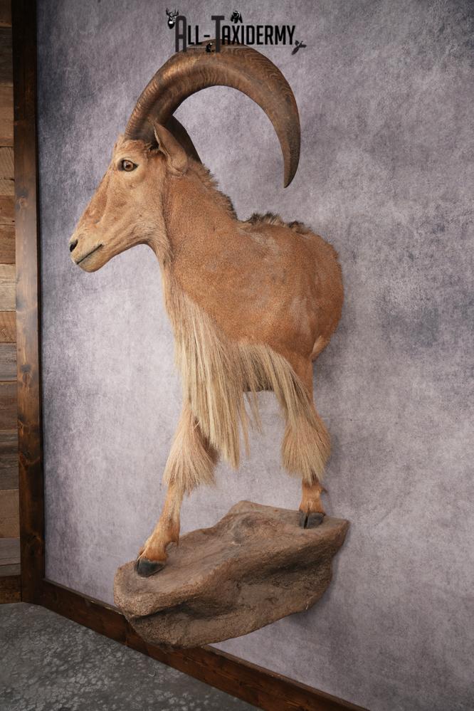 Aoudad SKU 3259 - Image 10