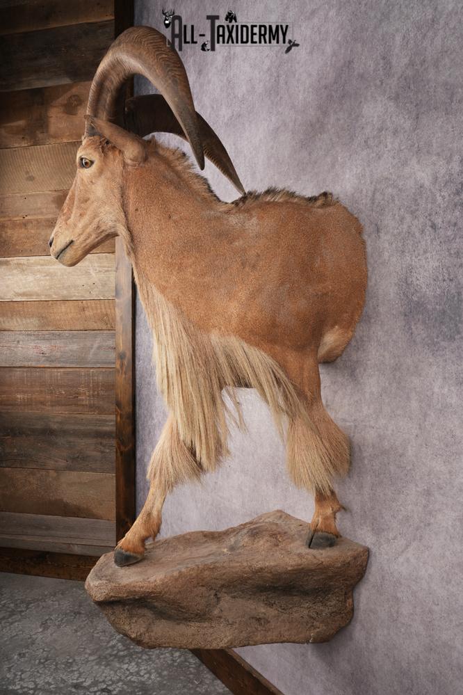 Aoudad SKU 3259 - Image 9