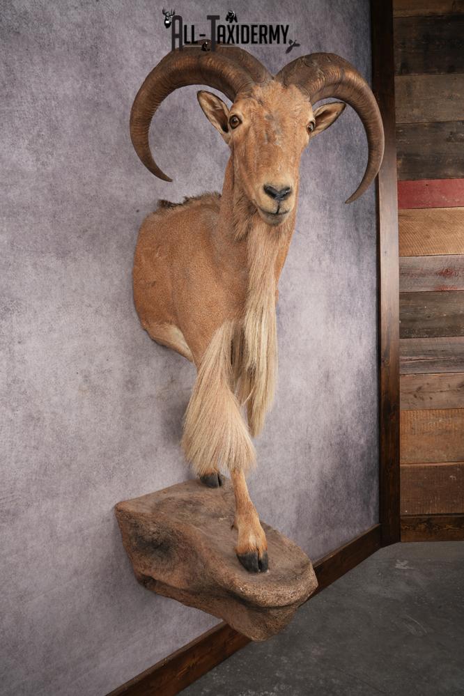 Aoudad SKU 3259 - Image 8