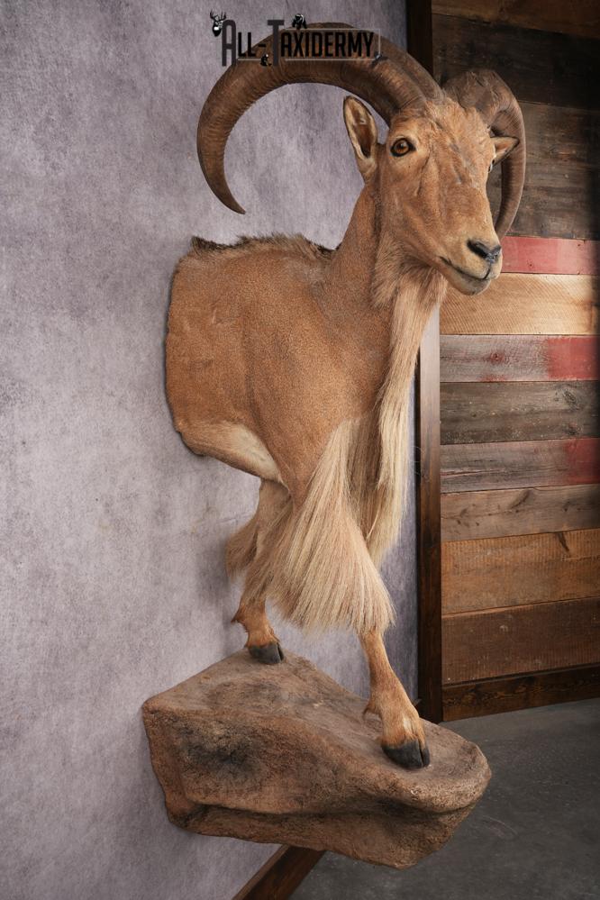 Aoudad SKU 3259 - Image 7