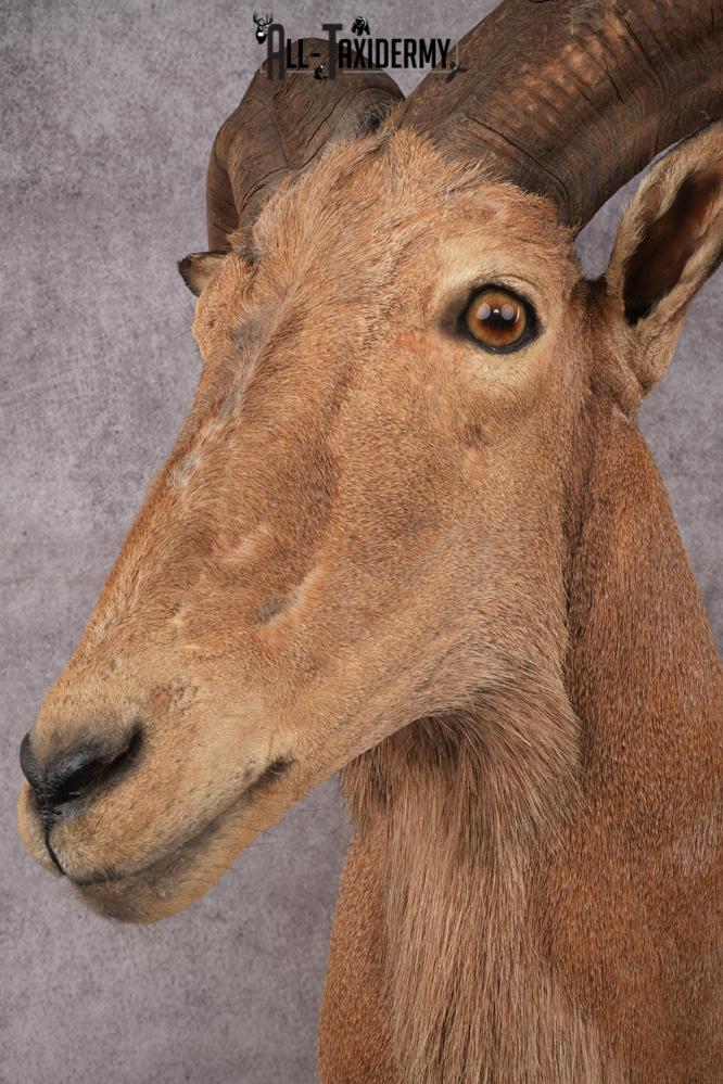 Aoudad SKU 3259 - Image 6