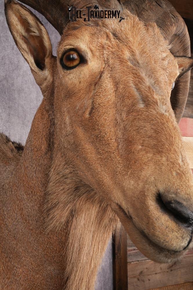 Aoudad SKU 3259 - Image 5