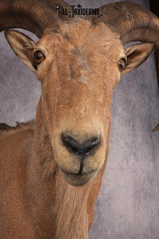 Aoudad SKU 3259 - Image 4