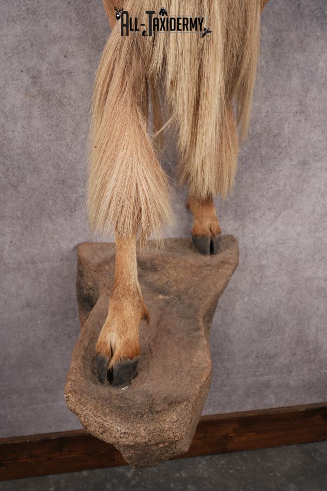 Aoudad SKU 3259 - Image 3