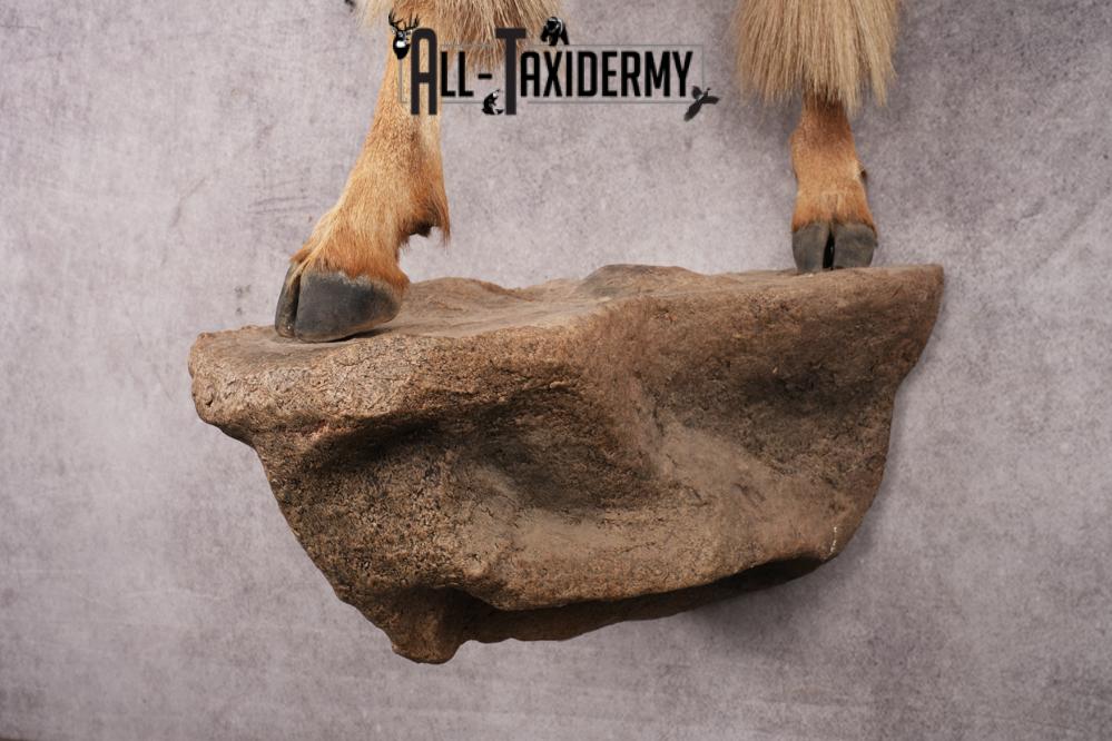 Aoudad SKU 3259 - Image 2