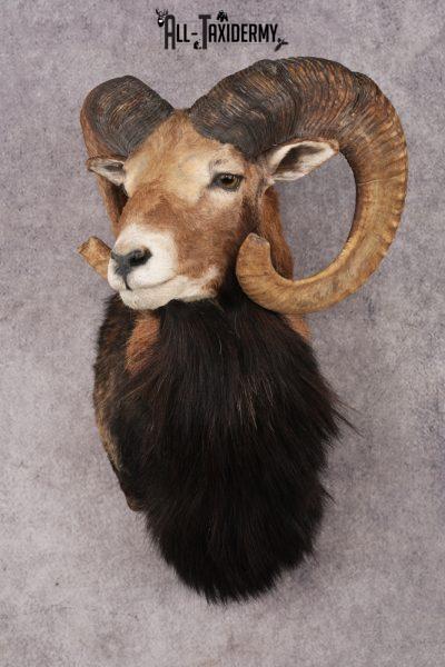 Mouflon Sheep SKU 3266