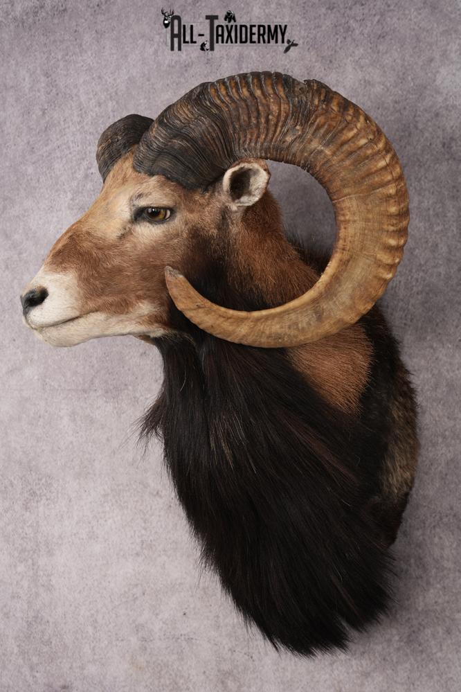 Mouflon Sheep SKU 3266 - Image 8