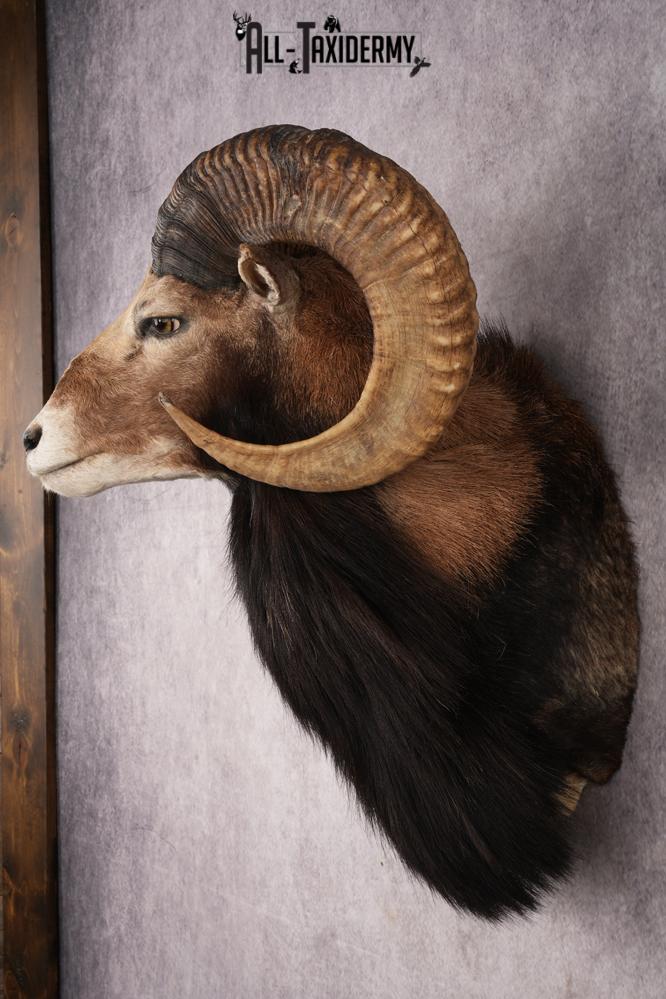 Mouflon Sheep SKU 3266 - Image 7