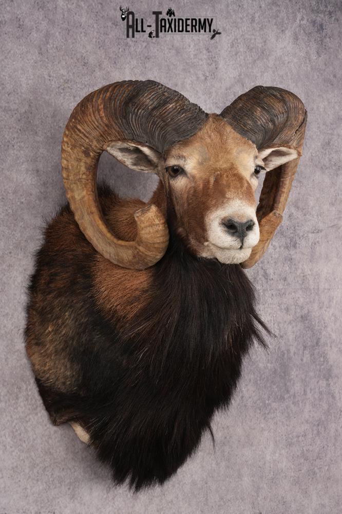 Mouflon Sheep SKU 3266 - Image 6