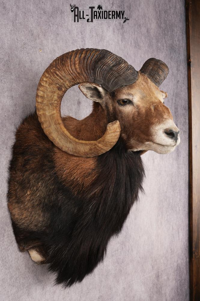 Mouflon Sheep SKU 3266 - Image 5