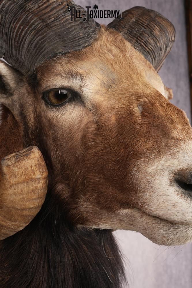 Mouflon Sheep SKU 3266 - Image 4