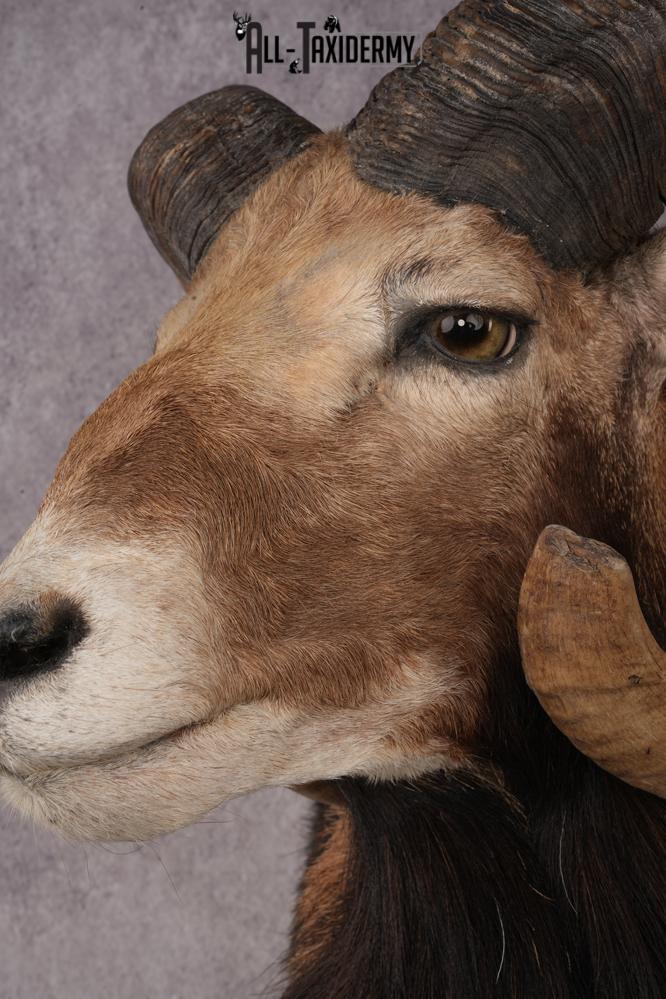 Mouflon Sheep SKU 3266 - Image 3