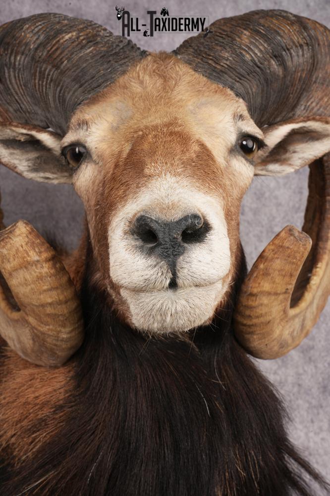 Mouflon Sheep SKU 3266 - Image 2